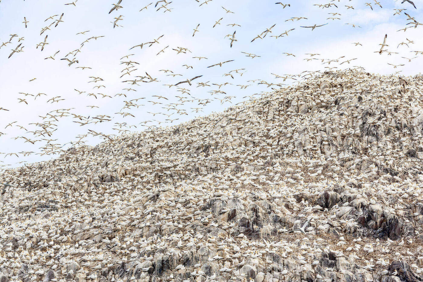 Northern Gannets, Bass Rock